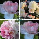 Rare Light Pink Monopetalous Peony 'Shui Xian Zi' 10 Seeds