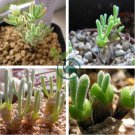 Blue Dicrocaulon Ramulosum Incredible Succulent Plant 60 Seeds