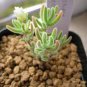 Blue Dicrocaulon Ramulosum Incredible Succulent Plant 60 Seeds