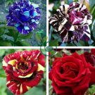 New Midnight Supreme Rose Pink 100 Seeds