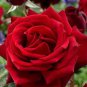 New Midnight Supreme Rose Pink 100 Seeds
