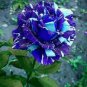 New Midnight Supreme Rose Pink 100 Seeds