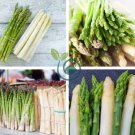 White Asparagus 24 Seeds