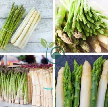 White Asparagus 24 Seeds