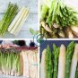 White Asparagus 24 Seeds