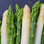 White Asparagus 24 Seeds