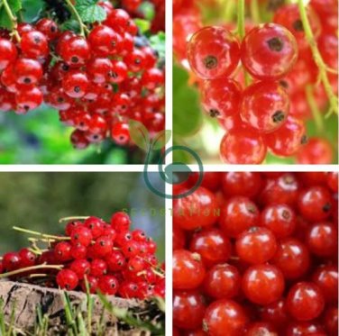 White Eggplants Tomato Goji Berry Coffee Watermelon Pepper 24 Seeds