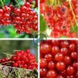 White Eggplants Tomato Goji Berry Coffee Watermelon Pepper 24 Seeds
