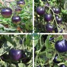 Purple red Tomato 700 Seeds