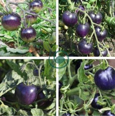 Purple red Tomato 700 Seeds