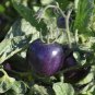 Purple red Tomato 700 Seeds