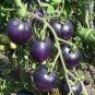 Purple red Tomato 700 Seeds