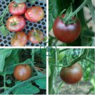 Chocolate Bright Tomato 50 Seeds