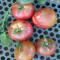 Chocolate Bright Tomato 50 Seeds