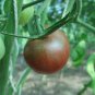Chocolate Bright Tomato 50 Seeds
