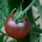 Chocolate Bright Tomato 50 Seeds