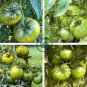 Middle Green Tomato with Red Top Organic 40 Seeds