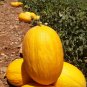 Yellow Skin Yellow Inside Sweet Round Watermelon 'Wu Feng'  40 Seeds