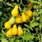 Yellow Pear' Organic Heirloom Tomato 200 Seeds