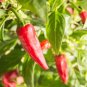 Sichuan Red Pickled Chili 600 Seeds