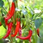 Sichuan Red Pickled Chili 600 Seeds