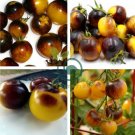 Bumble Bee Heirloom Tomato 600 Seeds