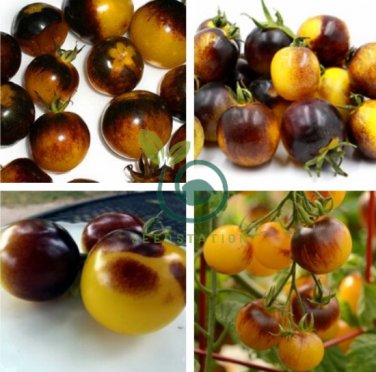 Bumble Bee Heirloom Tomato 600 Seeds