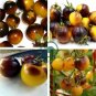 Bumble Bee Heirloom Tomato 600 Seeds