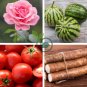 Combo Black/Red Tomato Chinese Yam Watermelon Flowers 24 Seeds