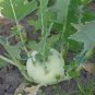 Rapeform Mustard 100 Seeds