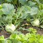 Rapeform Mustard 100 Seeds