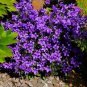 Purple Mini Belflowelr 100 Seeds