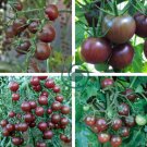 Black Harbin Pearl Cherry Tomato Organic 600 Seeds