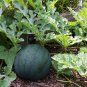 Long Black Sweet Juicy Watermelon 20 Seeds