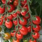 Very Sweet Red Cherry Tomato 70 Seeds