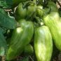 Green 'Banana' Tomato 60 Seeds