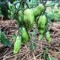 Green 'Banana' Tomato 60 Seeds