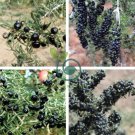 Black Goji Berry Herbs 400 Seeds