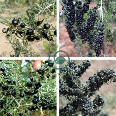 Black Goji Berry Herbs 400 Seeds