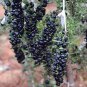 Black Goji Berry Herbs 400 Seeds