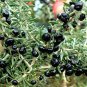 Black Goji Berry Herbs 400 Seeds