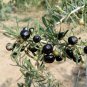Black Goji Berry Herbs 400 Seeds