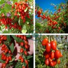 Red Chinese Wolfberry 120 Seeds