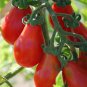 Red Pear Cherry Tomato 400 Seeds