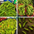 Sichuan Green Pickled Chili 600 Seeds