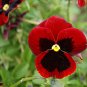 Pansy Red Black Petals with Yellow Eye Flowers 60 Seeds