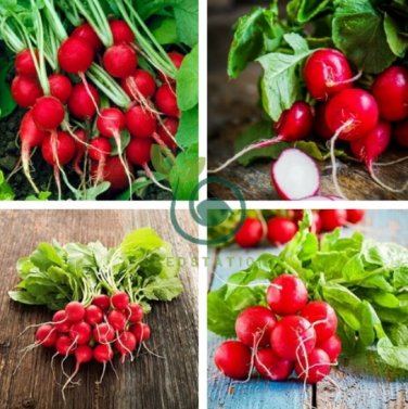 Early Scarlet Radish Vegetables 100 Seeds