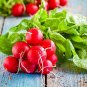 Early Scarlet Radish Vegetables 100 Seeds