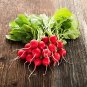 Early Scarlet Radish Vegetables 100 Seeds