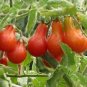 Red 'Pear' Small Tomato 50 Seeds